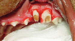Dental Implants In Small Animals