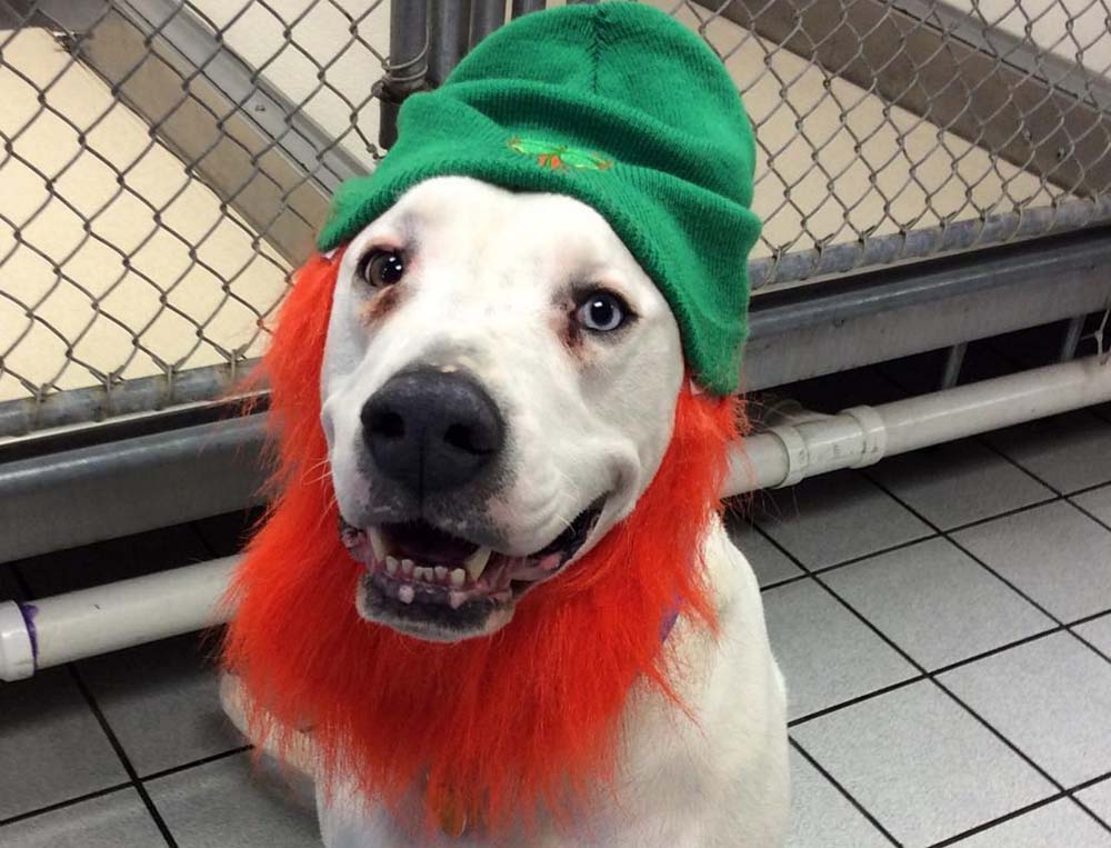 5 Pets Celebrating St. Patrick's Day in Veterinary Clinics