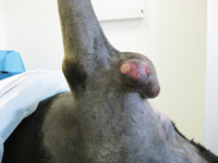 Surgical Insights:  Improve Histopath Results, Part 2
