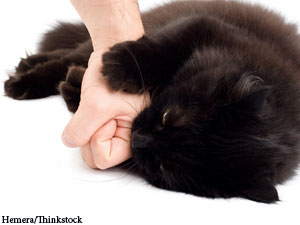 The Bossy Cat And Owner-Directed Aggression