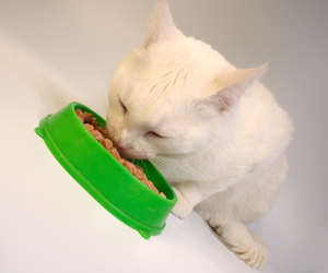 Managing Hyperthyroidism With Food? Check Compliance