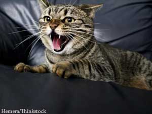Cats From Hell?