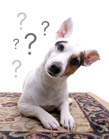 Of 'Mutt Tests' And The Muddled Politics Of Dog Breed ID
