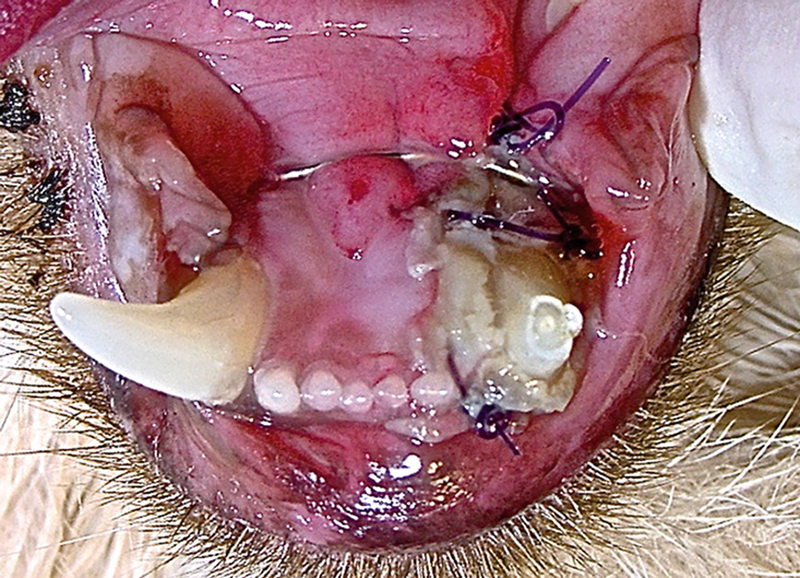 Cerclage Wire for Rostral Mandibular Instability