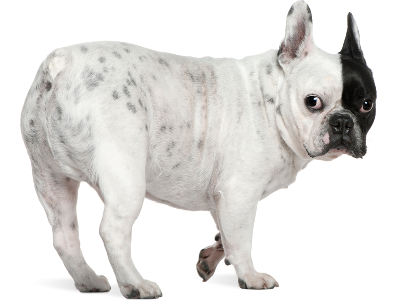 More Options for Bad Joints in Aging Pets