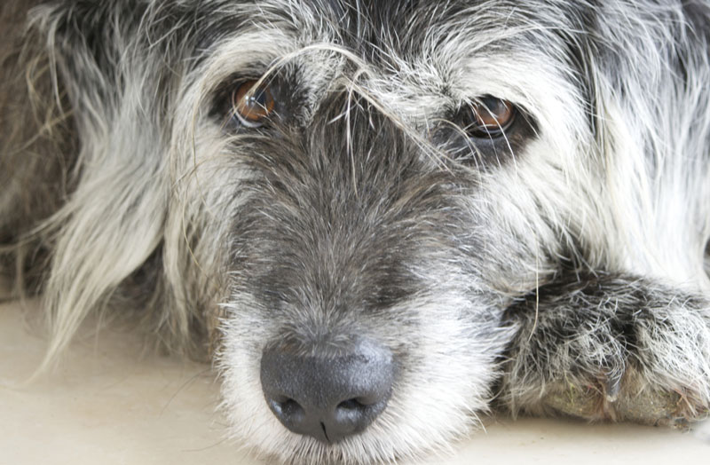 dog heart murmur medication waylz istockthinkstock what you need to know about murmurs and heart disease in senior dogs dog heart murmur medication waylz istockthinkstock what you need to know about murmurs and heart disease in senior dogs