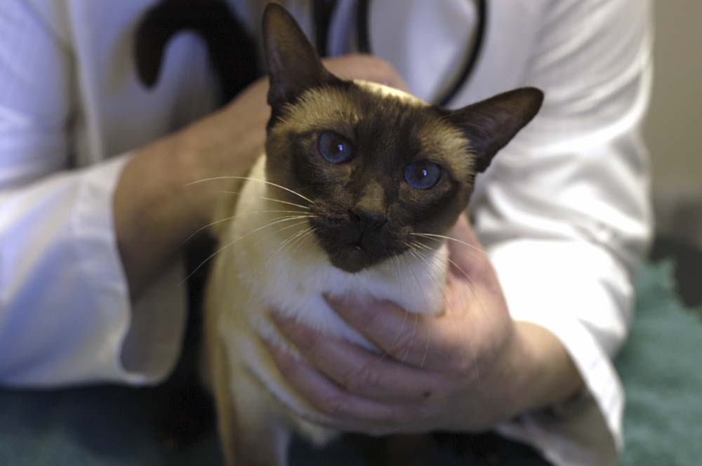 Allergens Can Trigger Feline Asthma