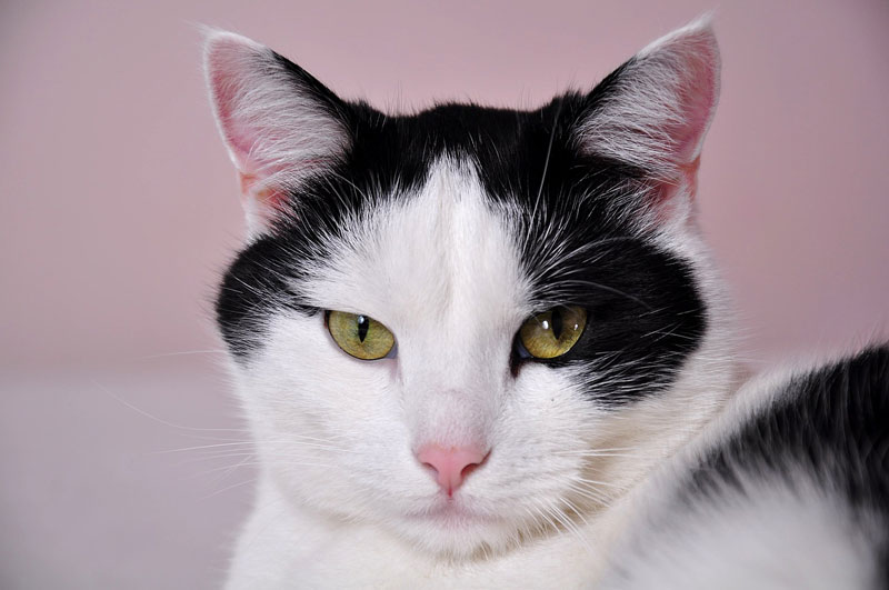 What You Need to Know About Cardiomyopathy in Cats