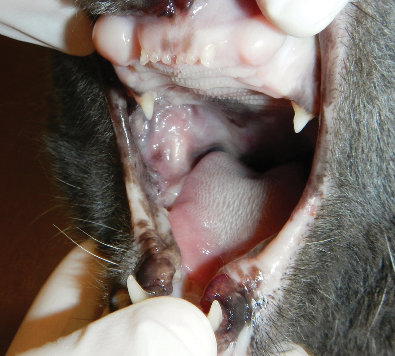 Another Zebra Diagnosis: Feline Pyogenic Granuloma