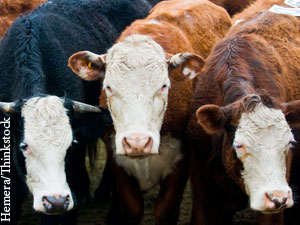 How One Of Our Colleagues Changed The Bovine World