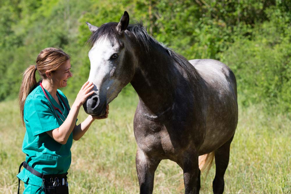 Equine Dentistry for the Mixed-Animal Practitioner: A Guide