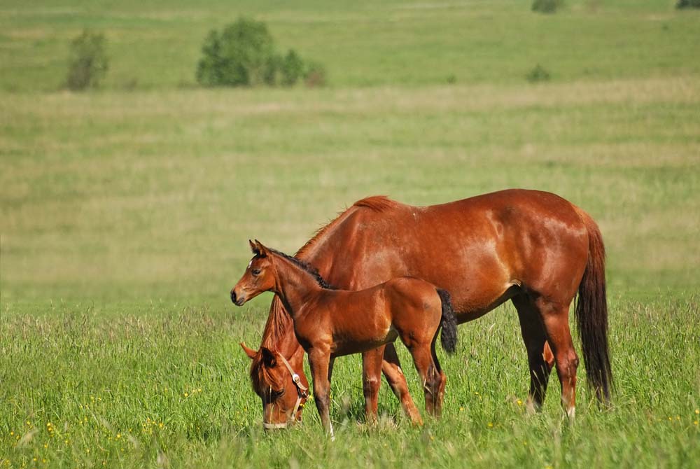 What to Watch For When Breeding Mares