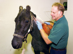 Hyperbaric Oxygen Therapy Helps Heal Horse’s Burns