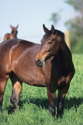 How To Help Owners Put Their Horses On A Diet