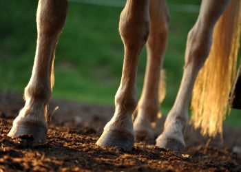 Giving Horse Joints A Boost: Beyond NSAIDs, Steroids Are Only One Option