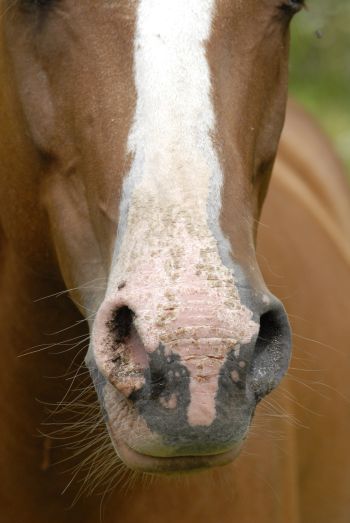 Helping Horses Breathe Easier