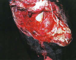 Hard-to-Heal Equine Wounds Push Vets