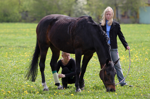 Uses of Equine Ultrasound are Many—and Growing
