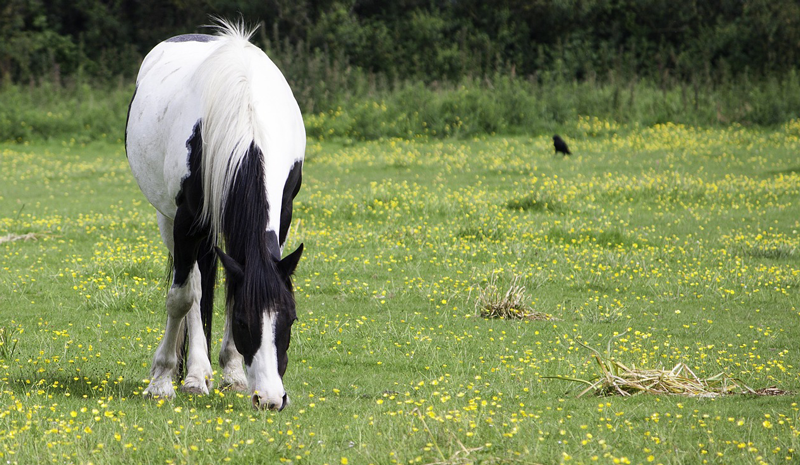 The Latest on Equine Health