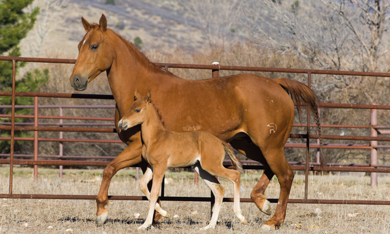 What's New in Equine Endometritis, Placentitis and Cloning