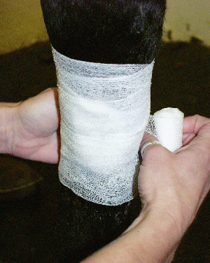 Bandage Often Best Choice On Equine Wound