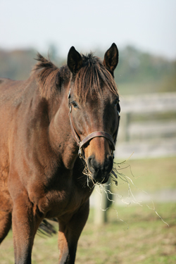 Supplements Fill Gaps In Equine Diet
