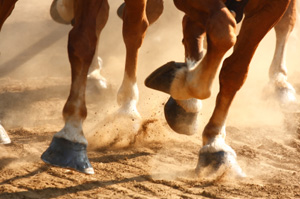 Improved Technology Is Revolutionizing Equine Diagnostics