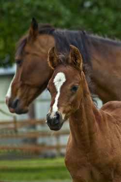 Equine Practice: Seasonality, Age, Stress Play Roles In Susceptibility To IURD Infections