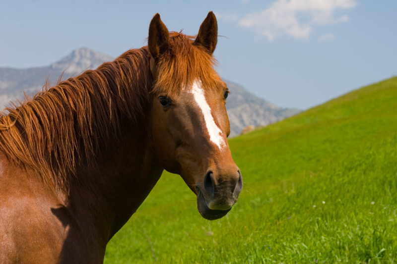 The Pros And Cons of Equine Probiotics