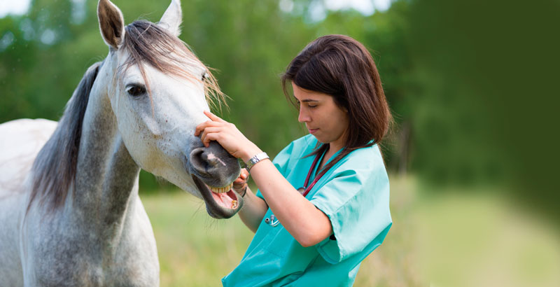 How Equine Dental Care Can Give Your Business a Boost