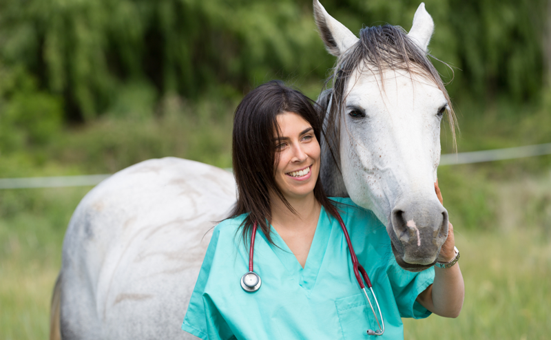 How to Work With Common Horse Injuries