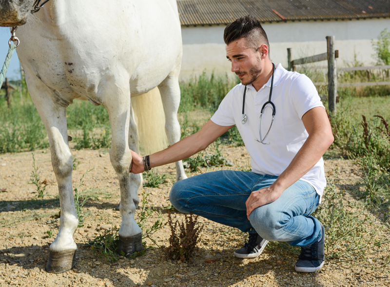 What’s Good to Put on a Horse’s Wound?
