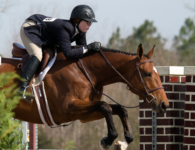 What You Need to Know About Alternative Medicine for Equines