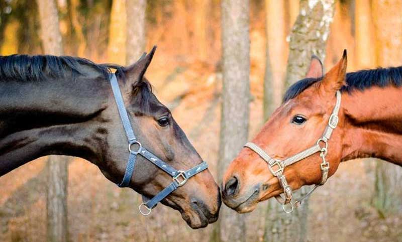 Stallion Won’t Breed?