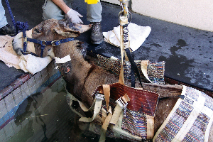 Paralyzed Donkey Improves After Stem-Cell Therapy