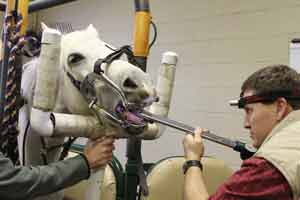 Equine Lay Dentists Making Inroads