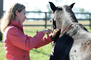 Equine Vaccines Do Best When In Vets’ Hands