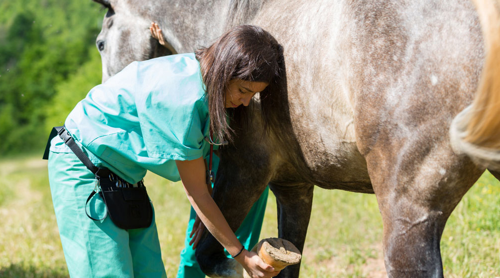 The Art of Equine Veterinarian Yoga