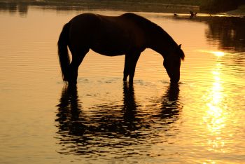Comments Due On Petition To Amend Horse Protection Act