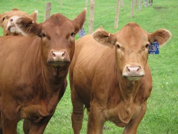 USDA Adds Confirmatory Brucellosis Test