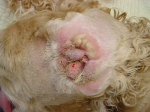 Dermatology Can Be Fun: The Art Of Treating Otitis Externa