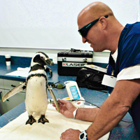 Stimulating Micro-Circulation With Laser Therapy