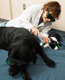 Looking For A Therapeutic Laser To Love?