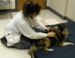 A Special Touch For Dying Animals