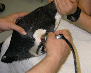 Confessions Of A Therapy Laser Neophyte