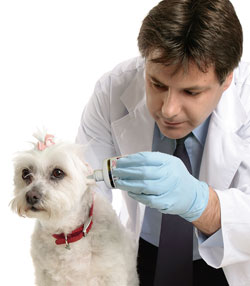 An Otitis Externa Strategy That Limits The Engagements