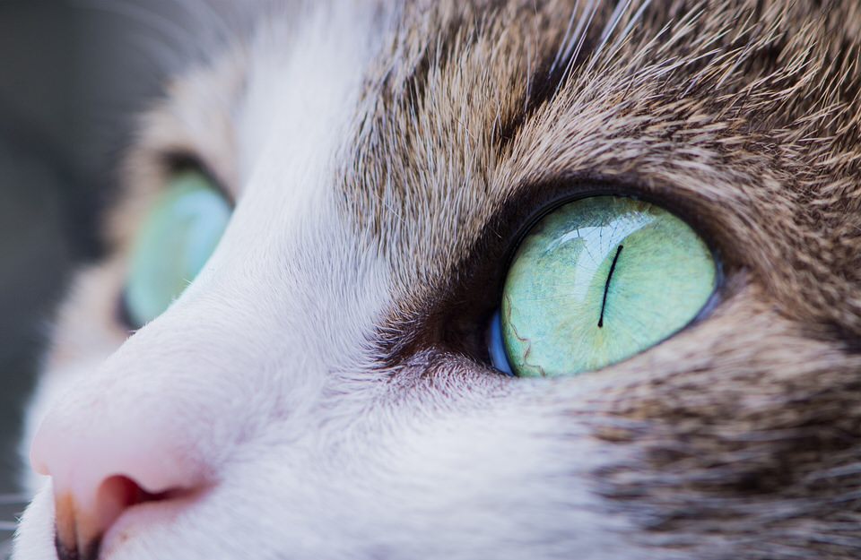 Monitoring pet patients without ‘toys’