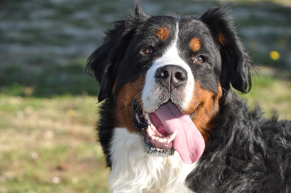 Pet cannabinoids brand expands into Europe