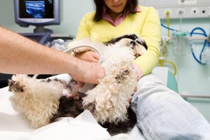 An Emerging Standard Of Care For TL IVDD