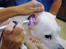 Case Study: Therapeutic Laser Fights Acute Otitis